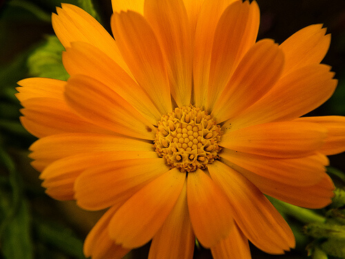 En blomst