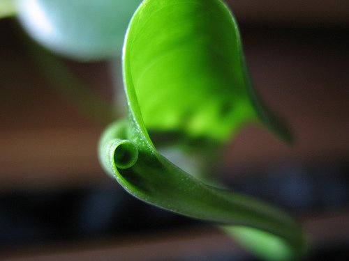 3-leaves