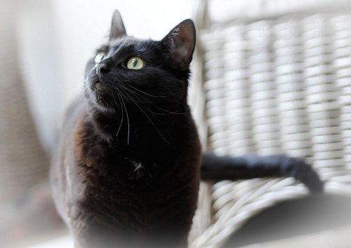 Sort kat