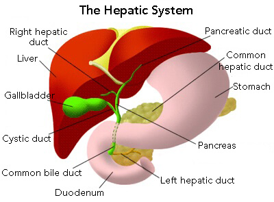 Oversigt over det hepatitiske system.
