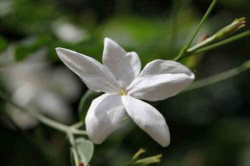 Jasmin