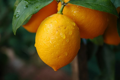 Appelsiner på en gren.