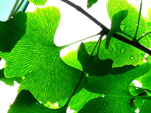 gingko-biloba