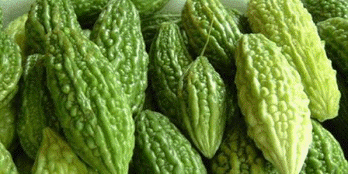 Forskning viser at bitter agurk kan helbrede kræft og diabetes