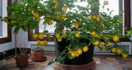 Så dit eget citrontræ