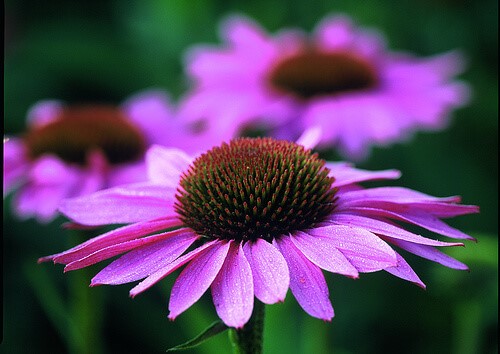 Echinacea
