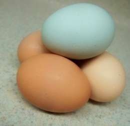 eggs-e1443659836661