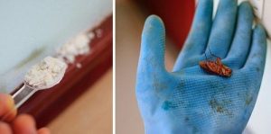 Slip af med kakerlakker uden kemikalier