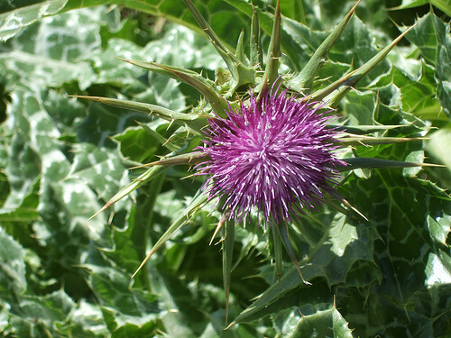 Maelketidsel