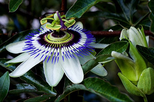 passionsblomst
