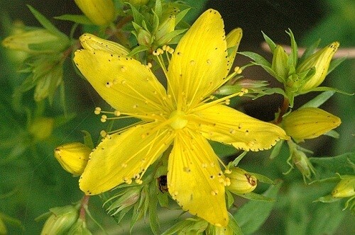 Gul blomst
