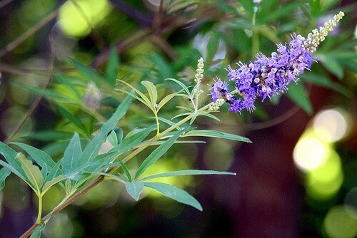 Blomst