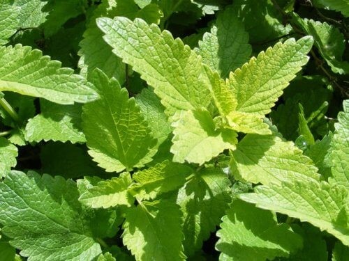 Citronmelisse