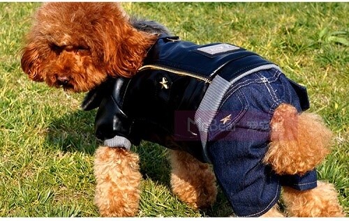 Hundejeans