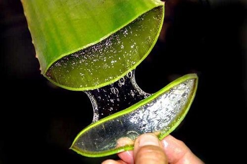Grønt aloe vera blad