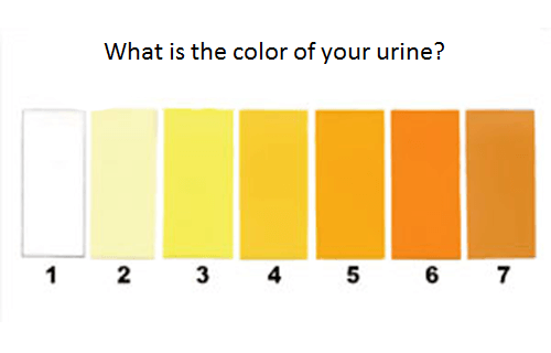 8 typer urin der indikerer vores sundhed