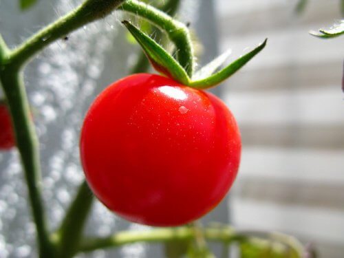 4-tomat