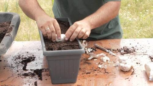 Du kan dyrke hvidløg derhjemme - se hvordan du gør her