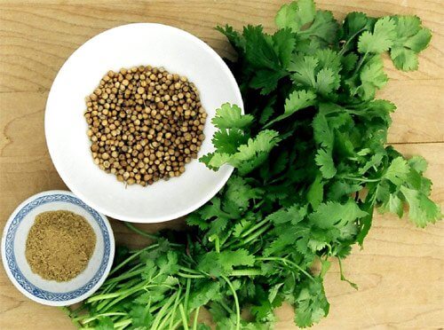 cilantro bør du altid have i dit køleskab