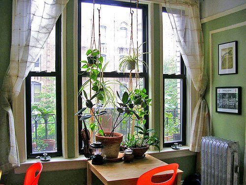 Stueplanter