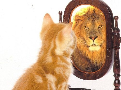 Kat ser sig selv i spejlet