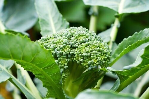 Broccoli plante