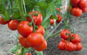 Sådan gror du nemt tomater derhjemme