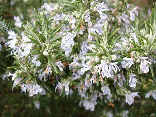 blomstrende rosmarin
