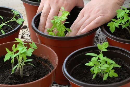 tomatplanter