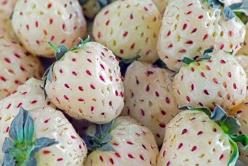Har du nogensinde hørt om ananasjordbær eller hvide jordbær?