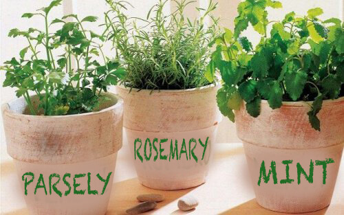 Sådan dyrker du urter: rosmarin persille og mynte derhjemme