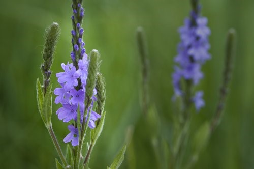 Verbena