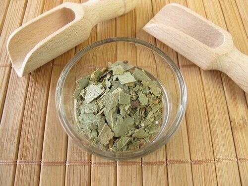 Eucalyptusblade er effektive i kampen mod lus og luseæg