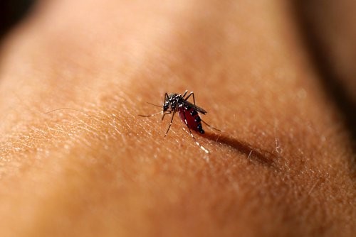 Myg der suger blod