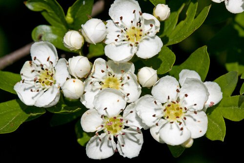 Hvide blomster, et af de mange midler mod migræne.