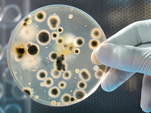 Petriskaal med bakterier