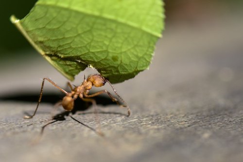 Myre der baerer et blad