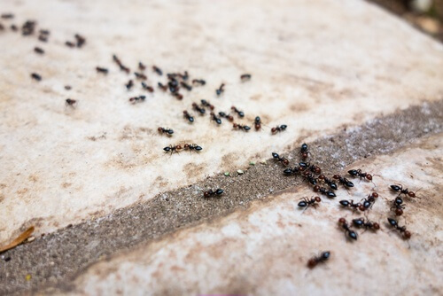 Slip af med dit myreproblem med disse 6 kemifri metoder