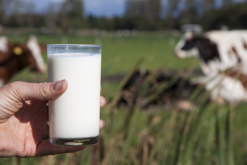 Komælk indeholder jod, som er godt for din skjoldbruskkirtel.