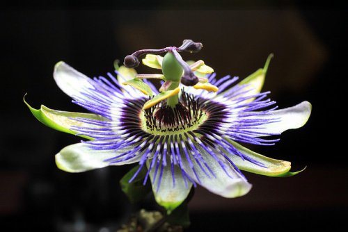 passionsblomst_te