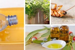 Bekæmp insekter derhjemme uden giftige kemikalier