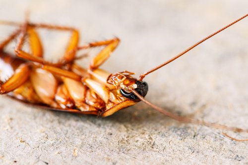 Du kan fjerne insekter fra dit hjem uden brug af skrappe kemikalier