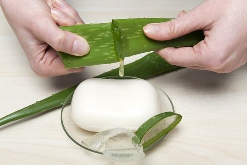Aloe vera saebe
