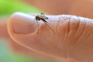 WHO erklærer alarmtilstand på grund af Zika-virus