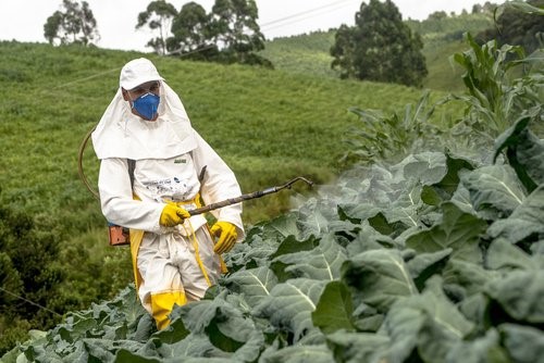 sproejtning med pesticider
