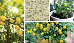 Sådan sår du kerner fra citroner derhjemme