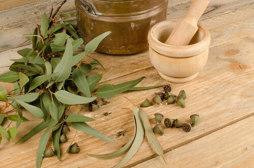 eukalyptus