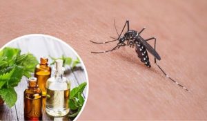 11 krydderurter, der er naturligt myggeafvisende