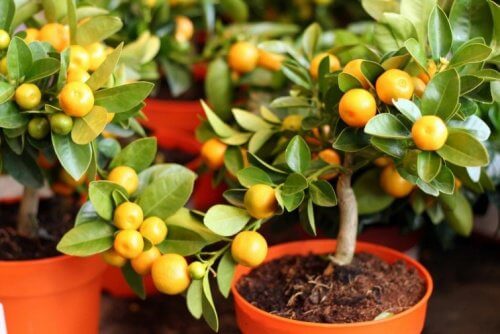 Citron traeer
