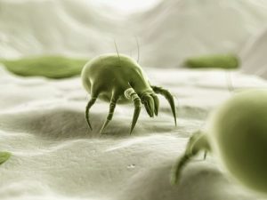Støvmider? Dræb dem sikkert og naturligt